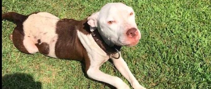 网友收养狗几个月，原主人突然找来要带它走，狗狗自己做出了选择