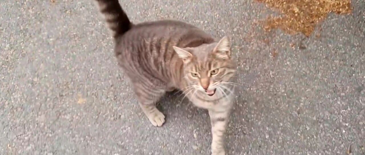 猫咪主动跳进车里亲人，只为讨点食物吃，隔天还带来同伴一起等！