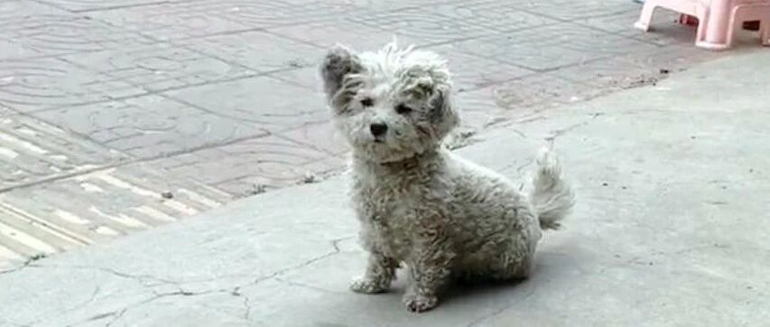 流浪比熊乖得像个娃娃，好人喂养一周后成功收养，蜕变成小天使！