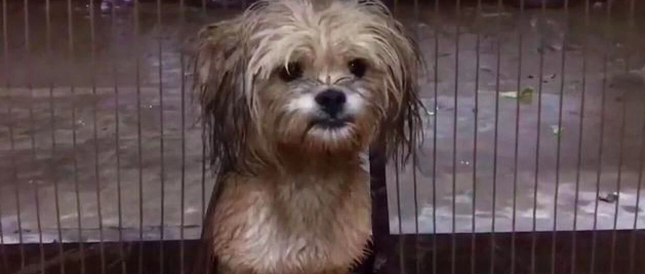 流浪狗躲在店门口躲雨，为了不让店家赶它走，竟卑微扬起嘴角微笑