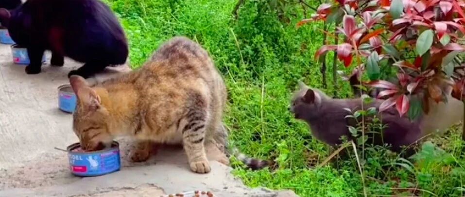 蓝猫成为流浪猫后，连舔罐盖子的资格都没有，只能等待慢性死亡!