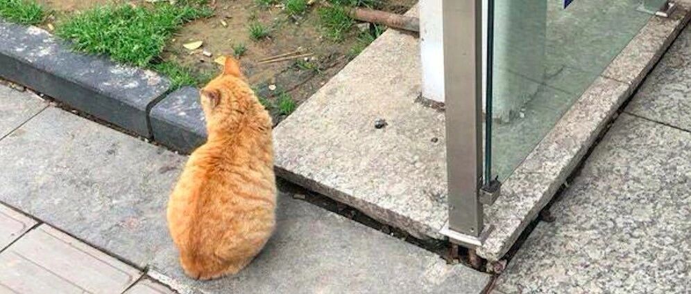 网友被一只流浪猫套路，到指定超市买猫粮，得知真相他还很高兴！