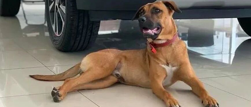 流浪狗在4S店找了工作，从保安车模到销售顾问，逆袭故事太励志