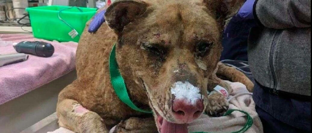 雪橇犬被烧得面目全非，连家人都认不出，它的一个动作让主人泪崩