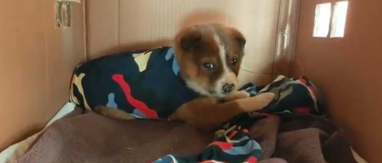 一只将被冻死的小狗，幸运被巡逻的边防战士救起，从此成为团宠！