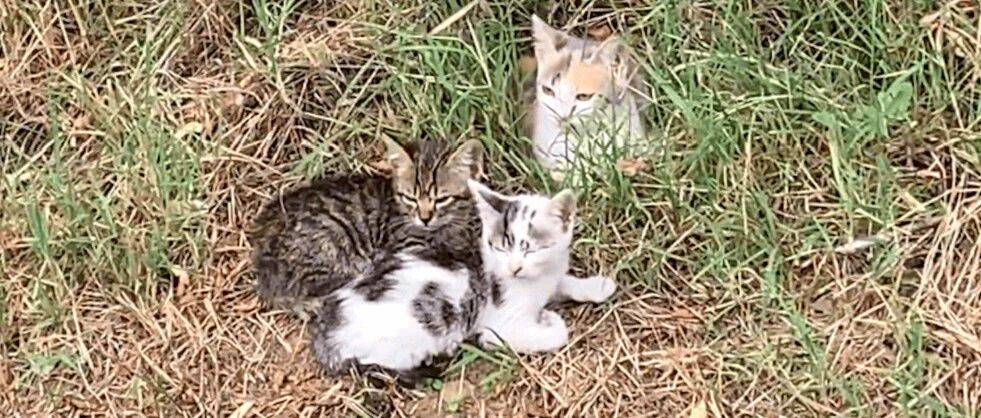 猫咪一家被遗弃在路边草丛，它们待在原地三天没动，已没力气走路
