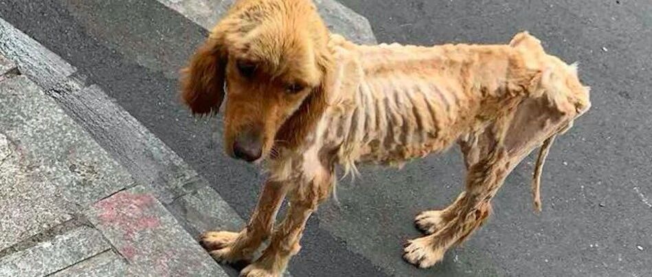 体重仅20斤的金毛被遗弃，有人带它走却不愿意，还在等主人回来