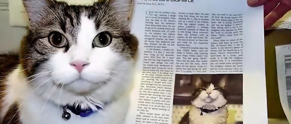 一只能预知生死的猫咪，只要是它陪过的病人，身体必定会出问题！