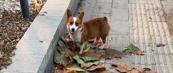 一面之缘的柯基紧跟着女孩，跟踪到家又去了公司，可惜结果很遗憾