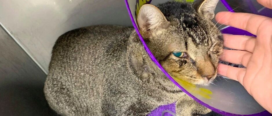 网友好心救助流浪猫，却间接害死了自家猫，这件事千万不要盲目做