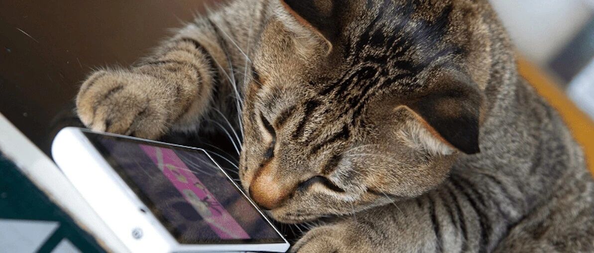 一只流浪猫闯入学校食堂，导致学生紧急停课疏散，威力太大了吧！