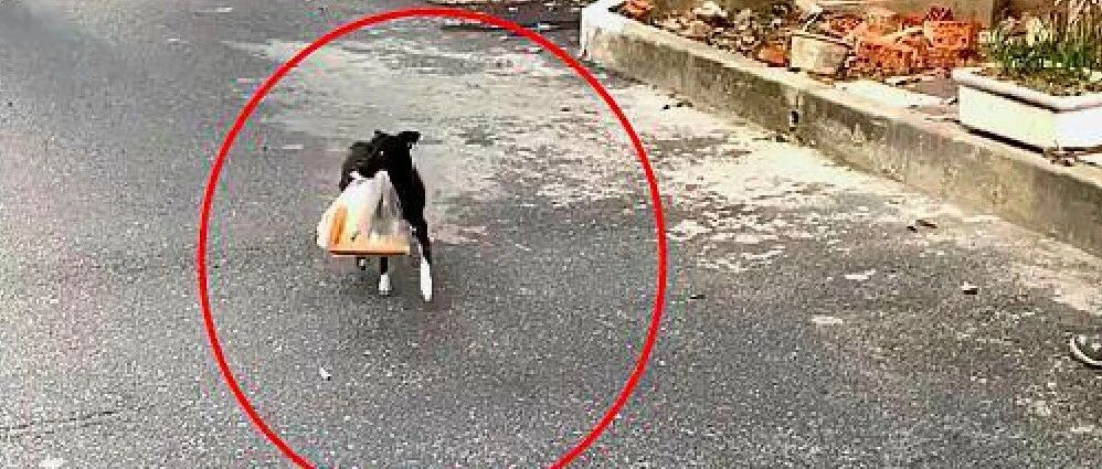 狗狗报答老奶奶的收养之恩，每天帮忙去取早餐，一坚持就是8年！