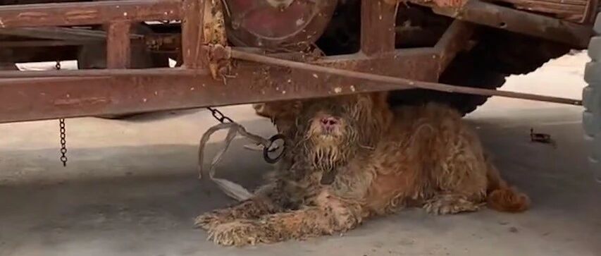 狗狗被栓5年只为看车，米饭是馊的水是脏的，活得还不如只流浪狗