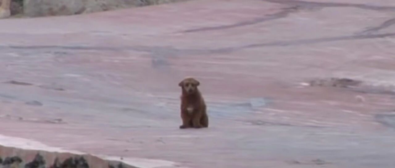 一只会当导游的狗狗，都以为它出生可怜，殊不知被它的演技骗了！