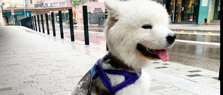 有钱人收养了生病萨摩耶，朋友都不理解，她解释：这不是狗的错！