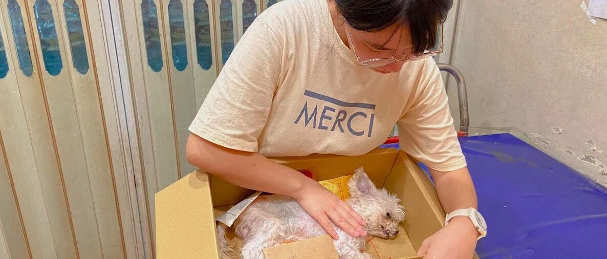 养了15年的爱犬离世，女儿选择用盆葬，它以另一种方式继续陪伴