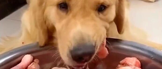 让狗吃跳跳糖辣子鸡挑战零食，宠物吃播已成变相虐待，良心还在？