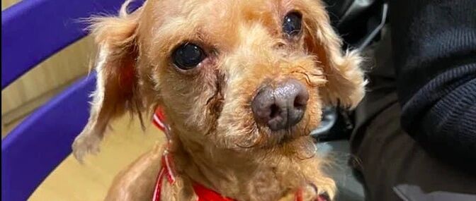 长辈偷偷把狗扔掉，谎称出车祸死了，只因认为女主人怀孕不能养狗