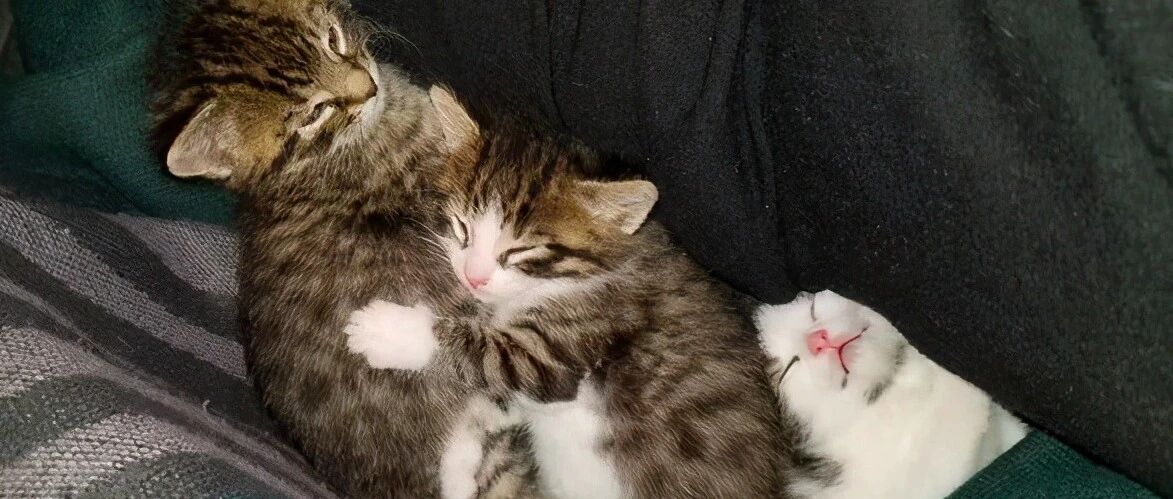 猫妈妈接连生下7只小猫，竟选择老实人替它接盘，最后结局舒服了