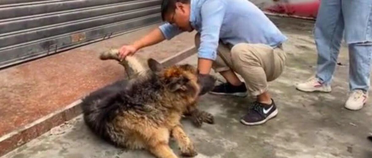 忠犬德牧守在主人店铺门口，被车撞伤暴瘦很多斤，依然哪也不愿去