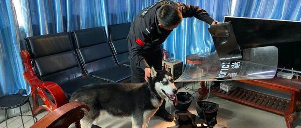 挑战训练哈士奇成警犬，一年了还没通过考核，还把防爆盾牌咬碎了