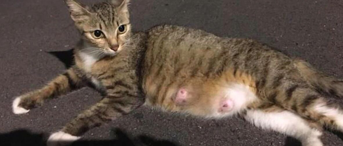 怀孕流浪猫主动示好男子，被收养后肚子却越变越小，原来被套路了