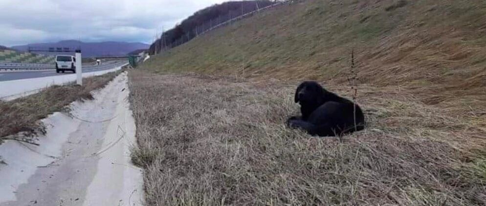 一只黑狗出现在高速路旁，以为是出了车祸，检查结果却让人寒心！