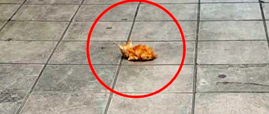 在热闹广场上有只流浪猫饿晕了，只因身上太脏，没人愿意伸出援手