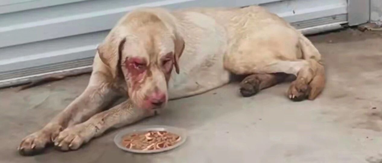 拉布拉多患病被抛弃，不小心跑进店里又遭毒打，连兽医都拒绝救治