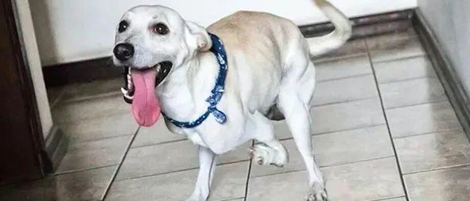 残疾狗被女子遗弃在路边，推倒它后开车扬长而去，监控全程拍下来