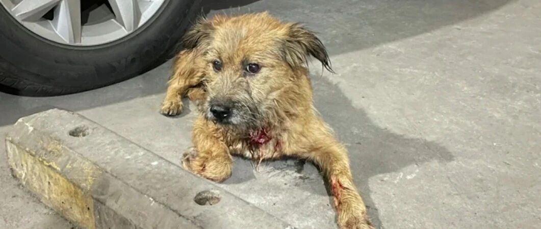 受伤流浪狗跑进停车场，女孩说服保安一起扫荡寻找，结局很暖心！