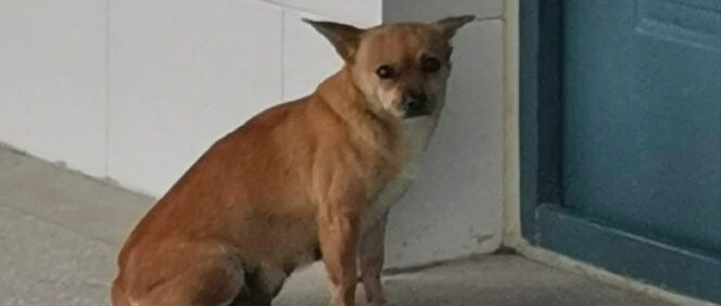 学生老师校长团宠的流浪狗，却被保安残忍杀害剥皮，气哭了一群人