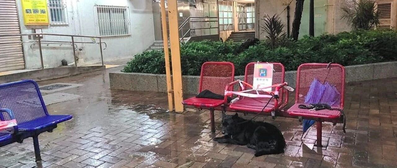 台风来临狗狗被拴在长椅下，得知主人的身份后，感到意外又心酸！