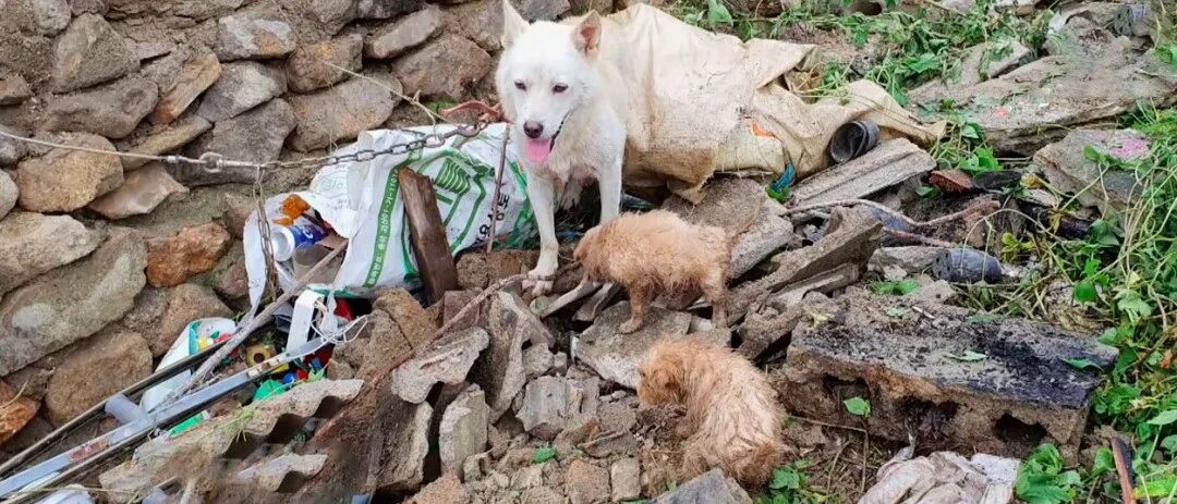 孩子被土堆掩埋，狗妈妈嚎叫向村民求救，最终成功挖出4只小狗！