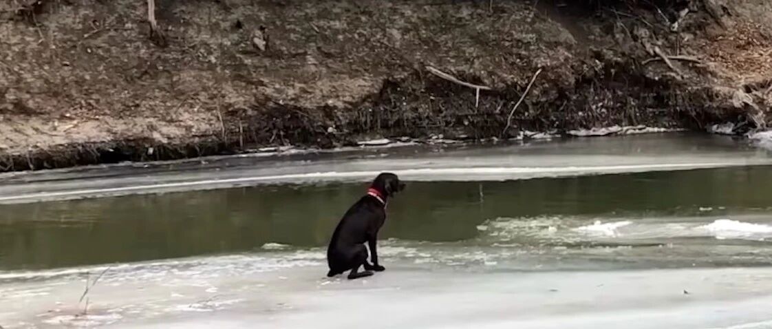 狗狗困在湖面冰上快被冻僵，10名警员赶来救援，跪下一幕让人动容