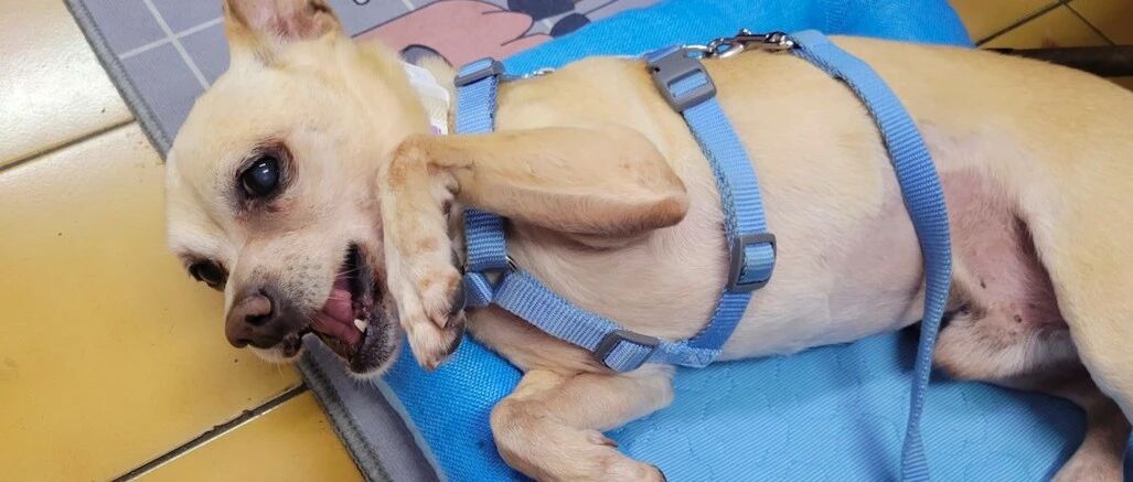 流浪狗下颚断裂嘴巴还流着血，跑去商铺找人求助，被救后开始报恩