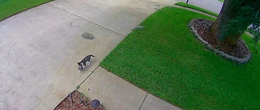 男子被一只流浪猫套路，装可怜成功被收养后，举家“移民”到新家