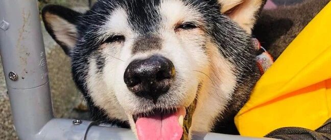 陪伴家人16年的柴犬，各种疾病缠身苦不堪言，主人哭着决定安乐