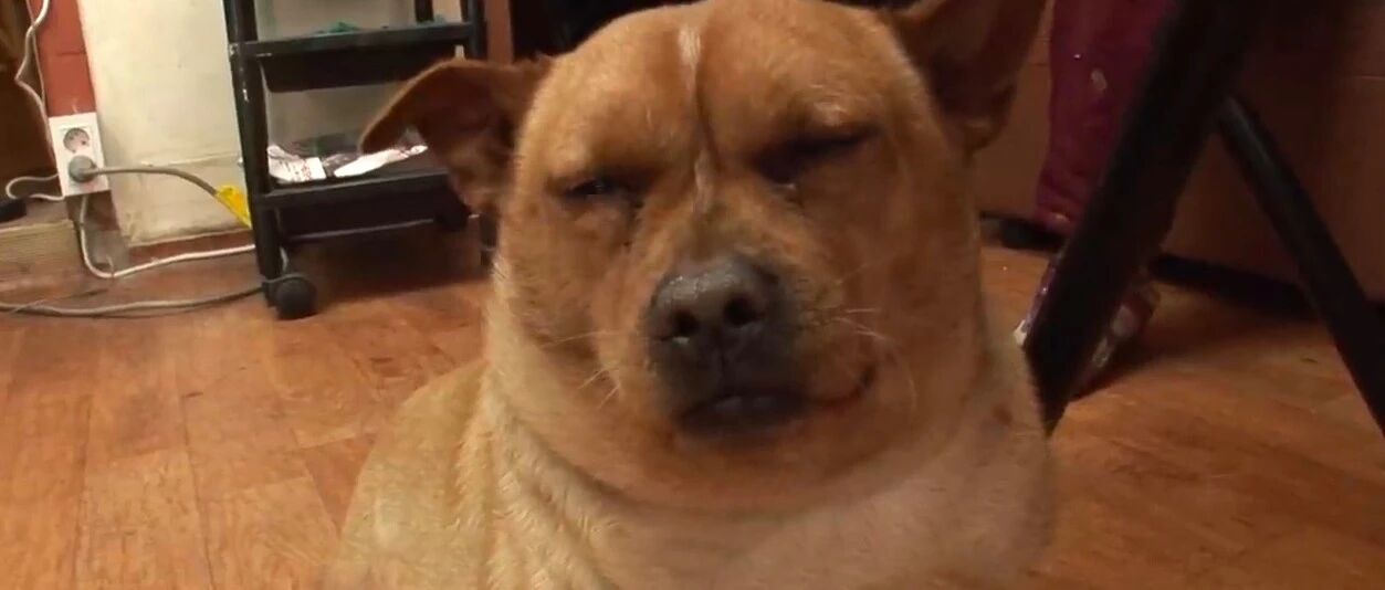 狗狗只爱吃蔬菜从来不吃肉，体重却只增不减，原因好笑又有点心疼