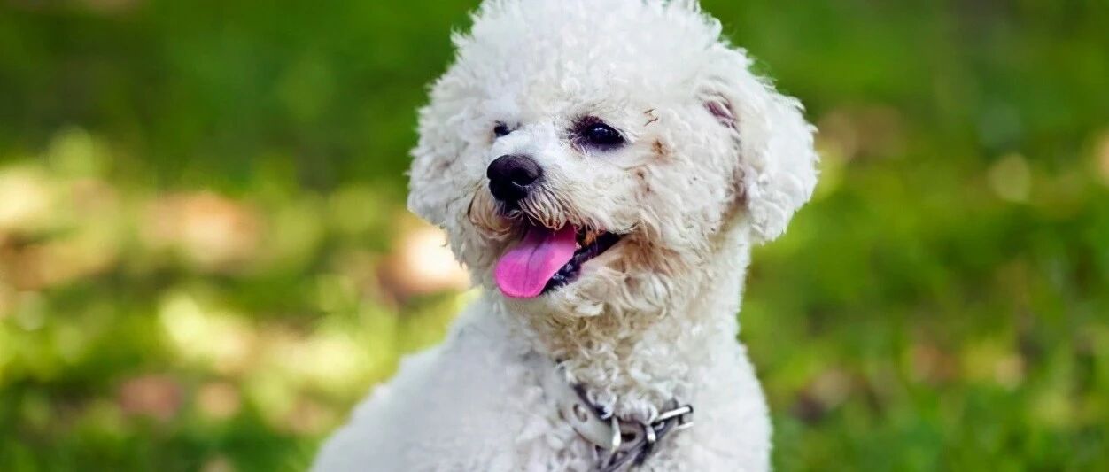 女子抱着比熊来宠物店弃养，一开始老板还很生气，后来却很同情她