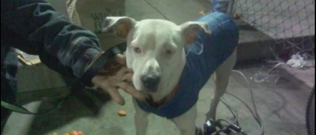 流浪汉为狗狗寻找新主人，知道他悲惨经历后，网友众筹达成他心愿