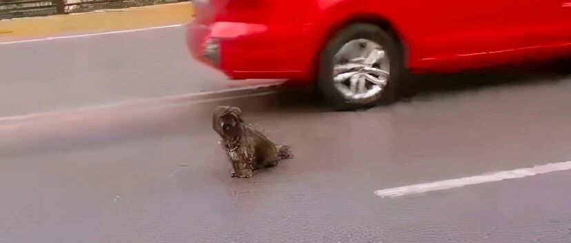狗狗坐在马路中间等主人，汽车疾驰而过它也毫不畏惧，实在太危险