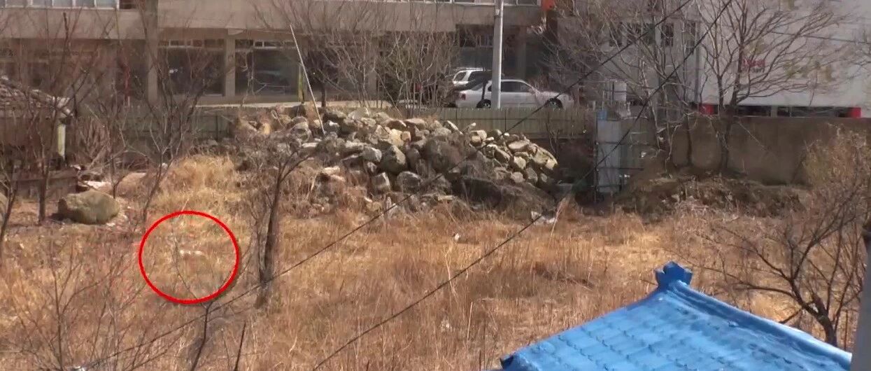 狗妈妈被铁丝捆住了，还请求人类帮忙救它的孩子，内心纠结又挣扎