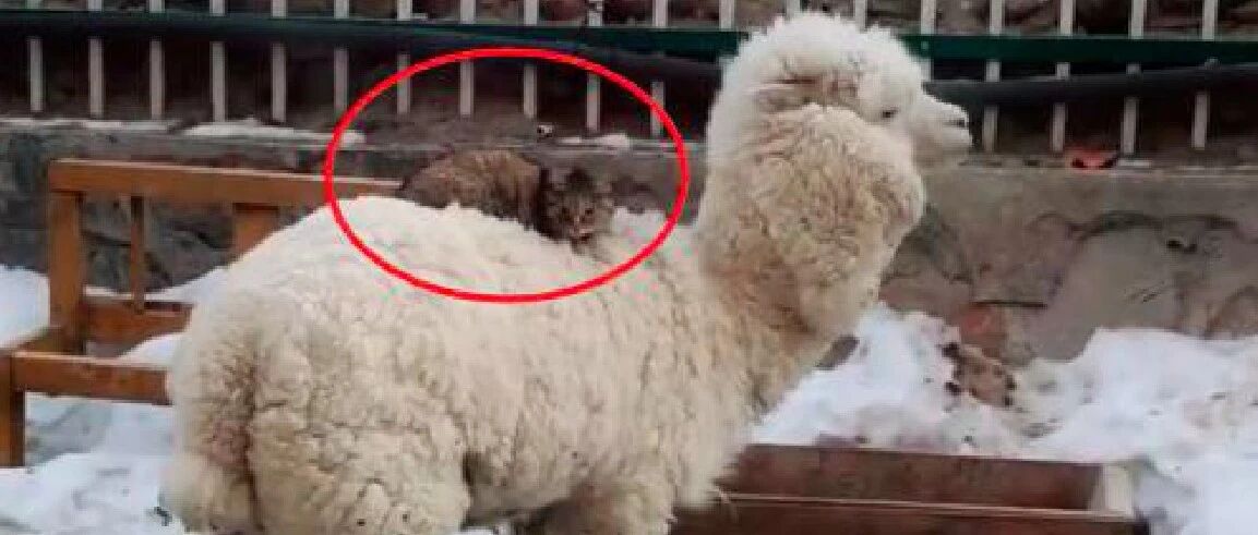 羊驼用毛发给流浪猫避寒取暖，猫选择留下陪伴报恩，一待就是4年