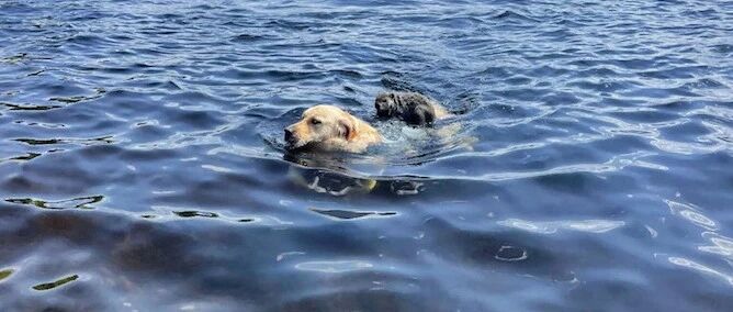 金毛独自去游泳后，竟救了只野生动物回来，善良的大暖男呀！