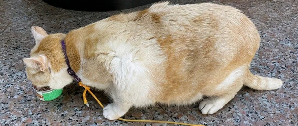 老人因喜欢橘猫将它偷走，警察找上门后哭笑不得，它还在埋头干饭