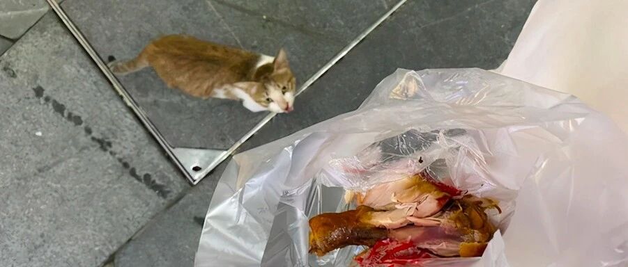 瘦弱的流浪猫得到食物后，马上就叼着爬高送给孩子，无私的母爱！