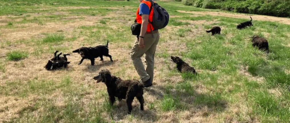 因有7只会抓龟的神犬，主人实现了全国旅行的愿望，理想的生活呀