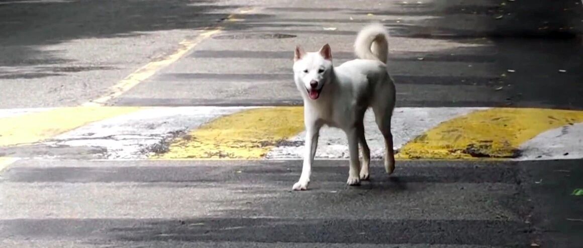 网友家3年前走丢的狗狗，如今在街头偶遇，然而它却“失忆”了！