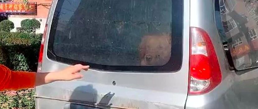 金毛被锁在废弃面包车，阿姨轮番站岗终找到主人，原因让人很迷惑